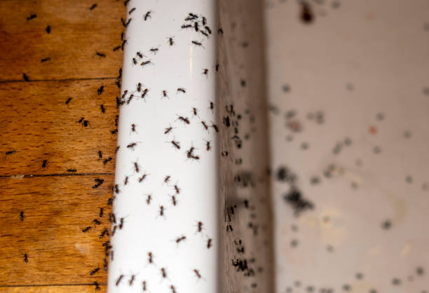 Best Mosquito Control Services  in Olivette, MO