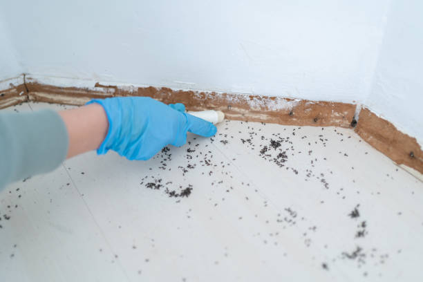 Best Termite Control Services  in Olivette, MO